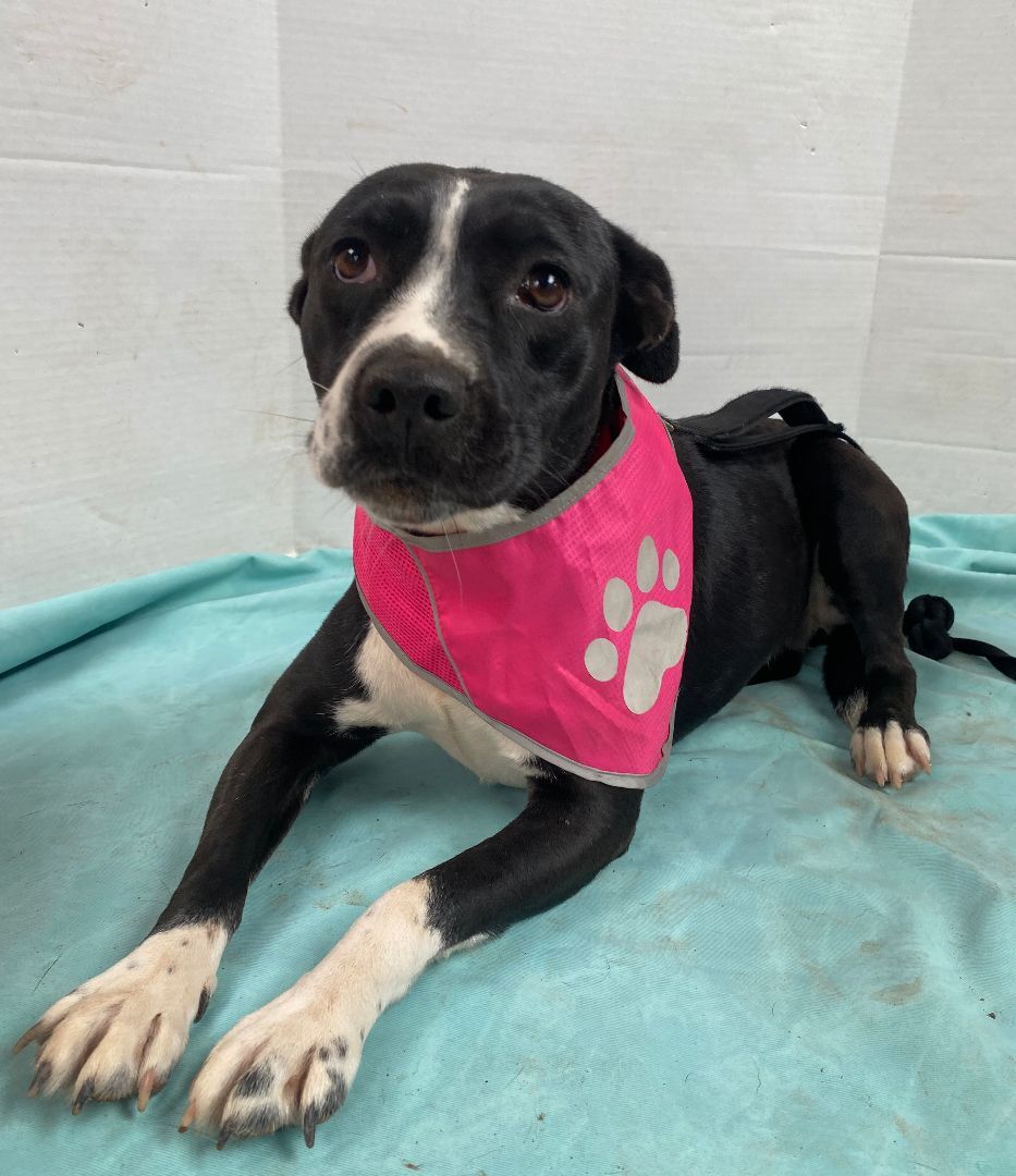 Enlarge Lucy, a Adoptable mixed breed in Chula Vista, CA image 1/2