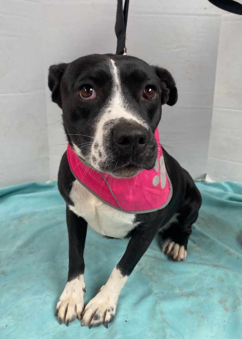 Enlarge Lucy, a Adoptable mixed breed in Chula Vista, CA image 2/2