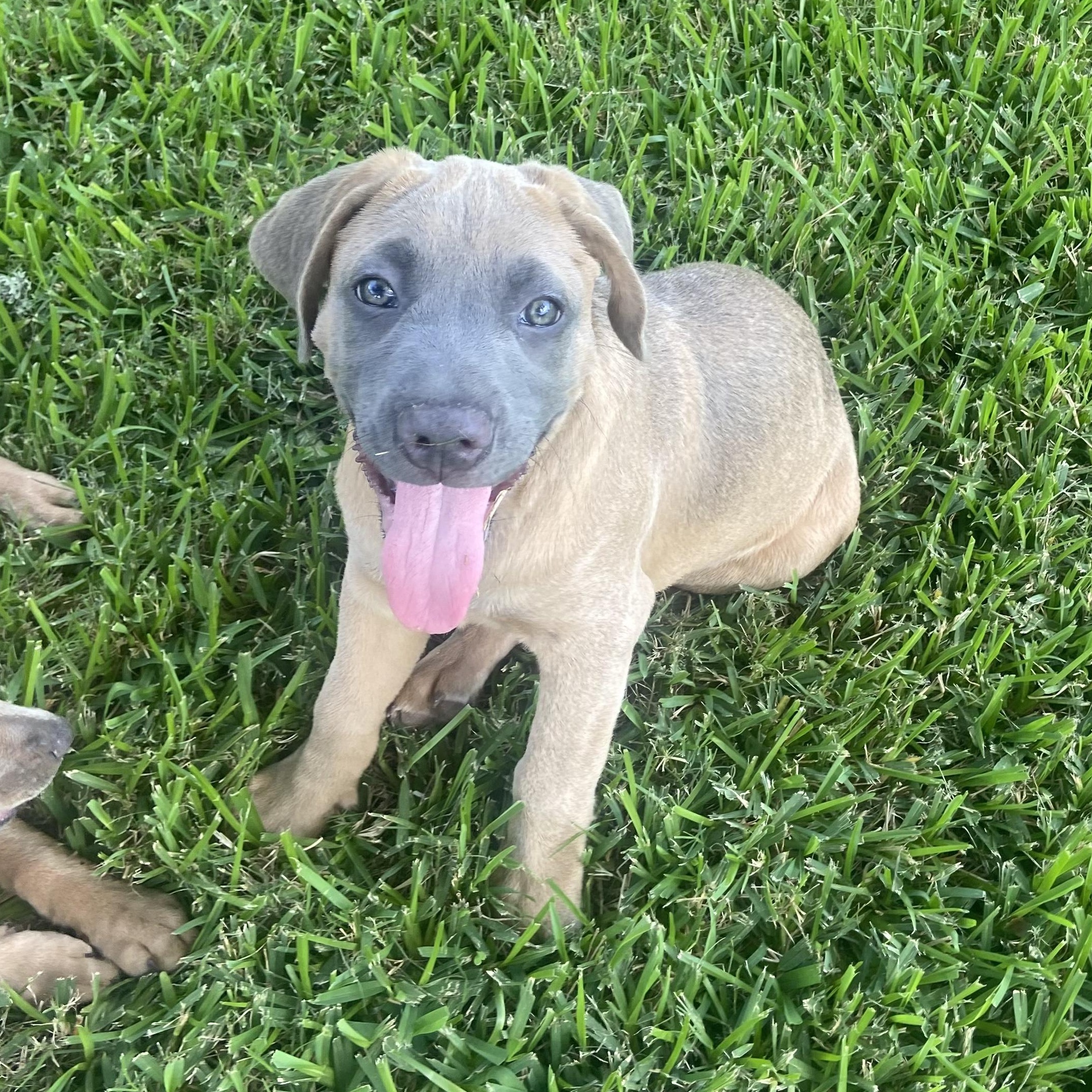 Buster Brown
