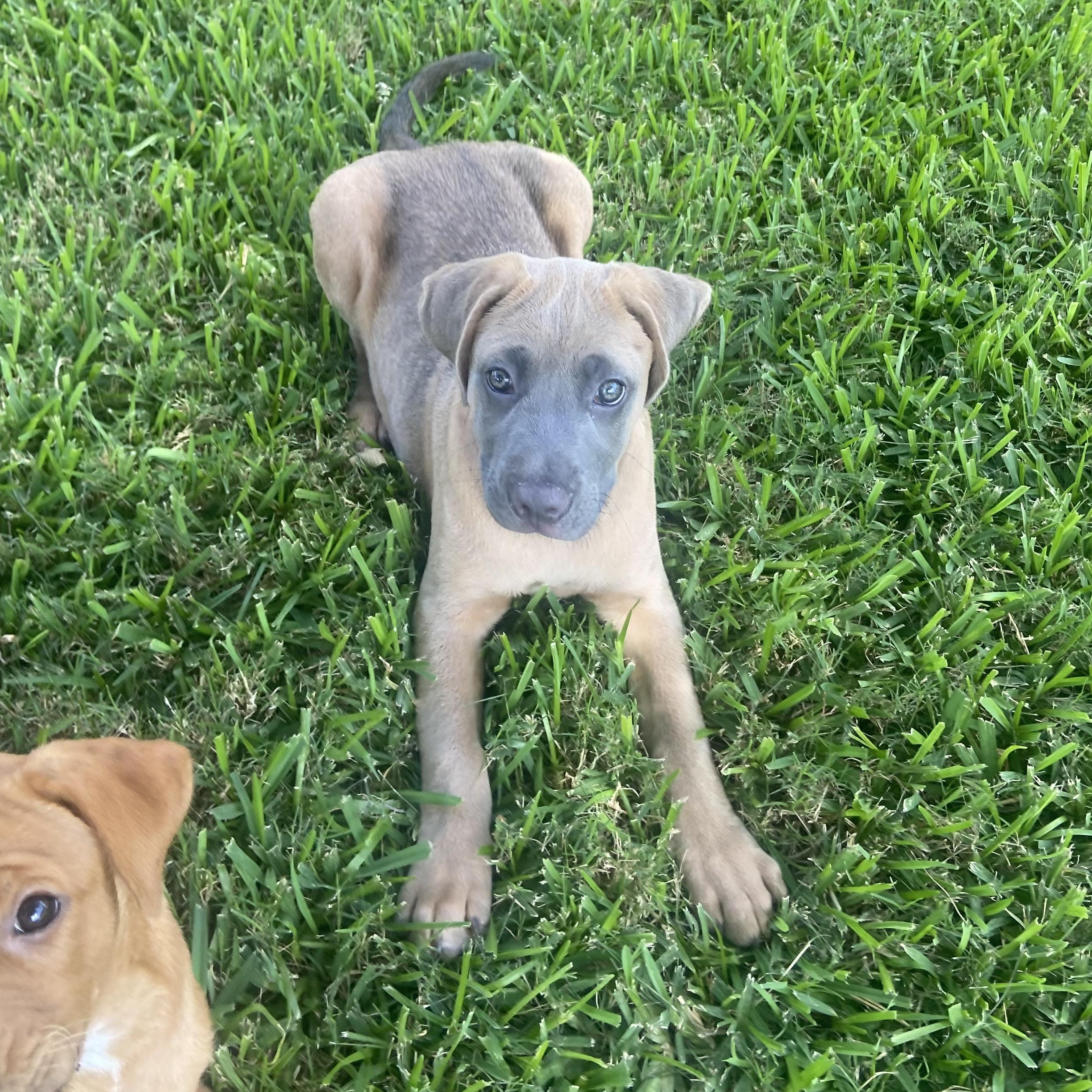 Buster Brown 4