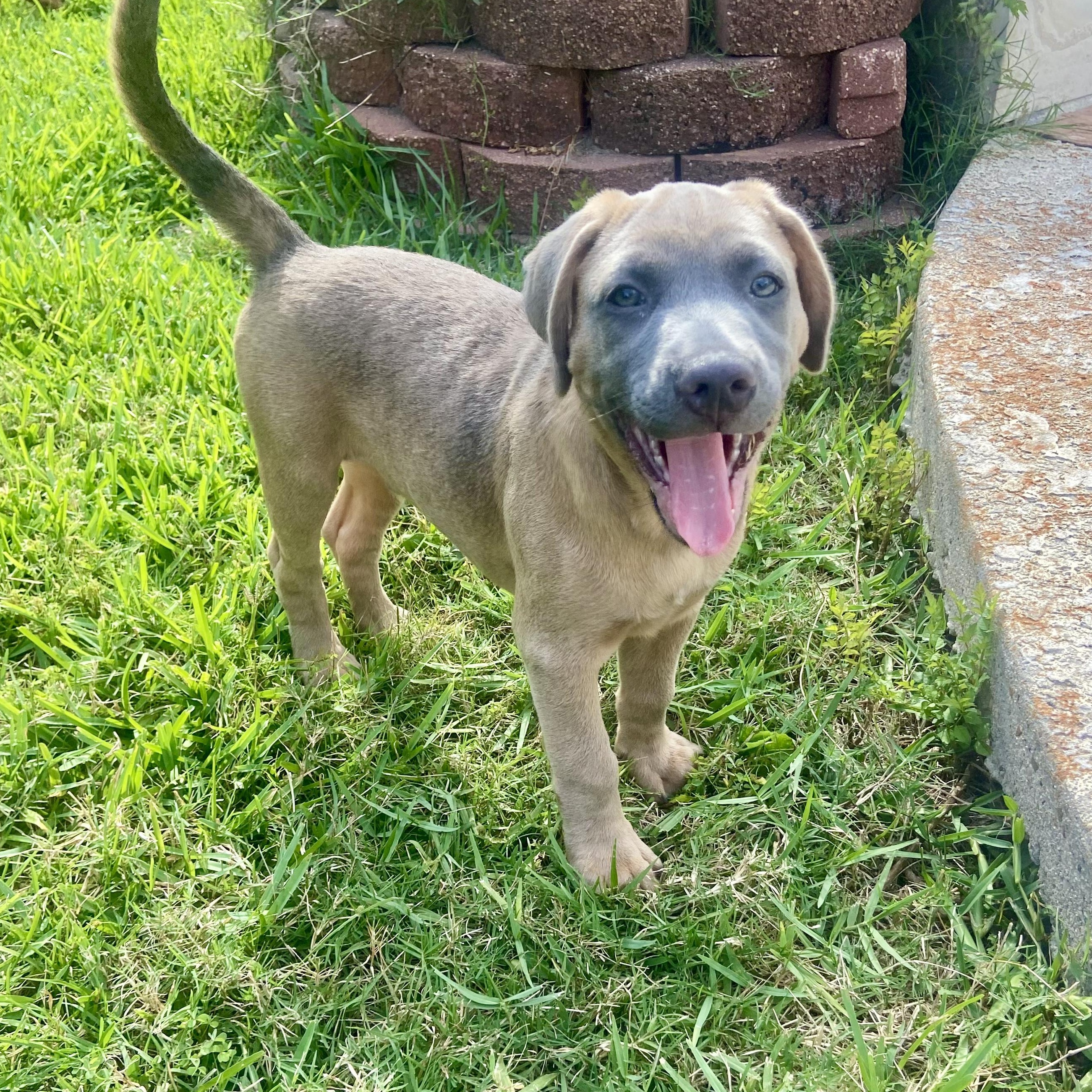 Buster Brown 5