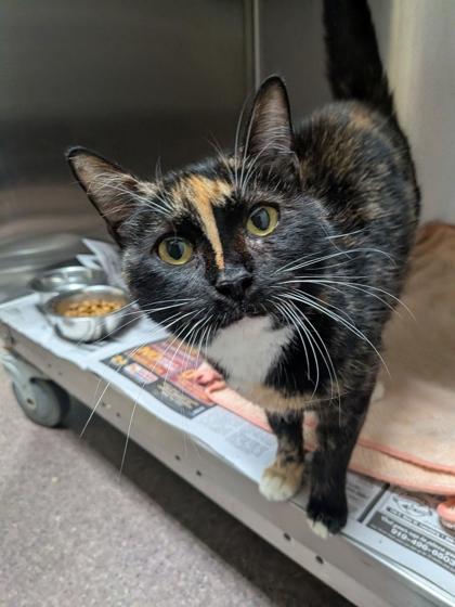 Sally, Adoptable, Adult Female Domestic Short Hair & Domestic Short Hair.