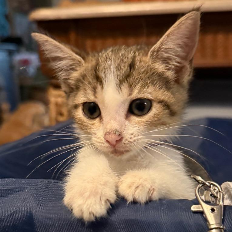 Rowan, Adoptable, Kitten Female Domestic Short Hair.