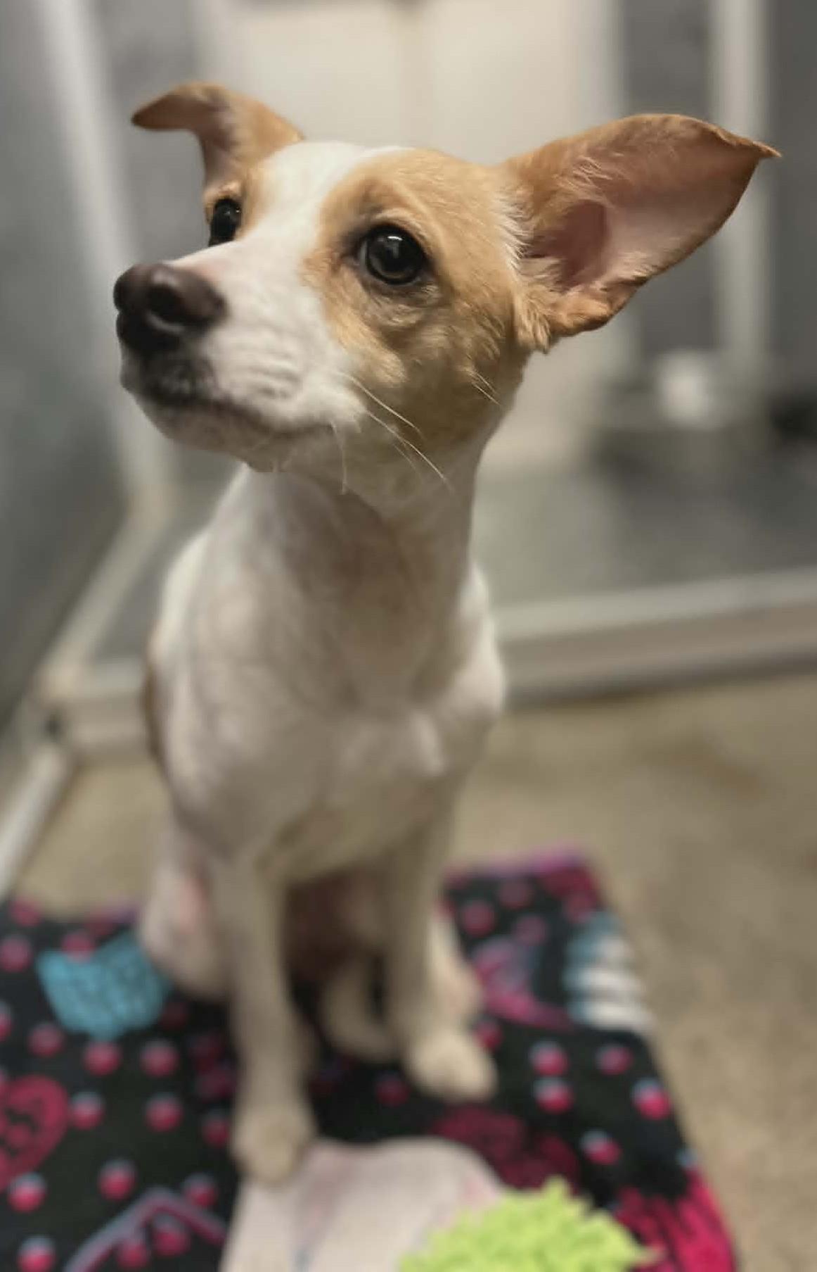 Bambi, adopted, Adult Female Terrier.