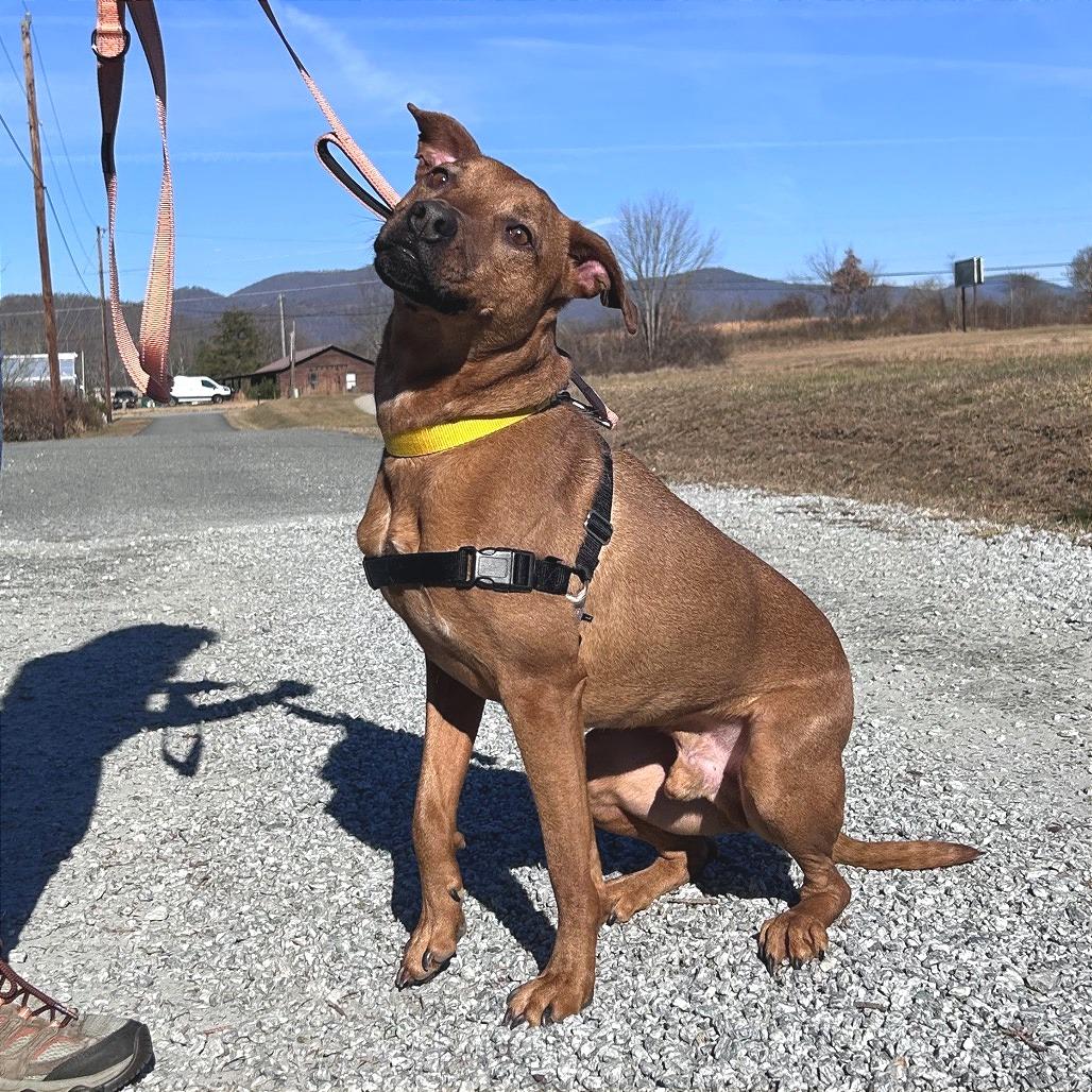 Poe, Adoptable, Adult Male Mixed Breed.