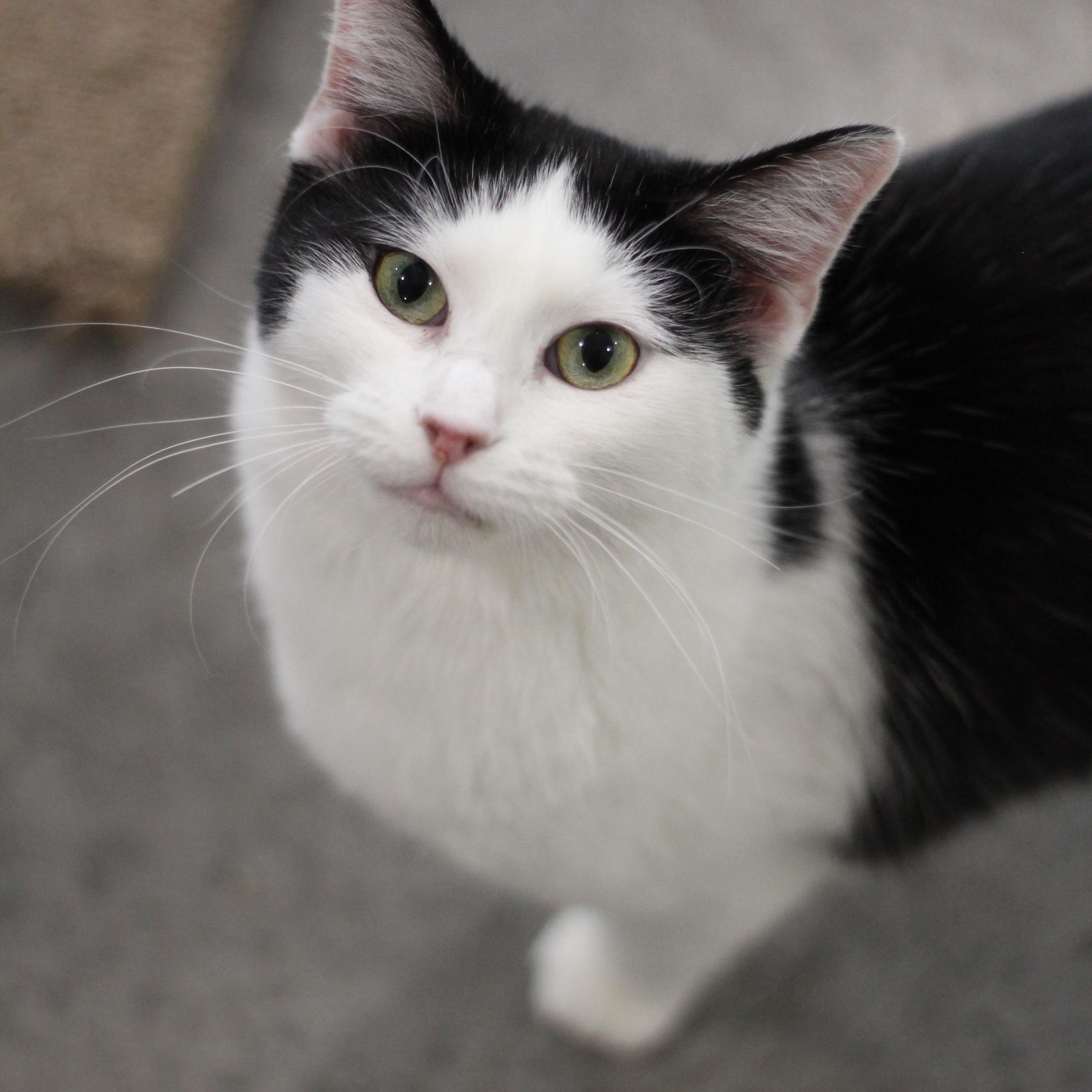 Stevie, adopted, Adult Female Domestic Short Hair.