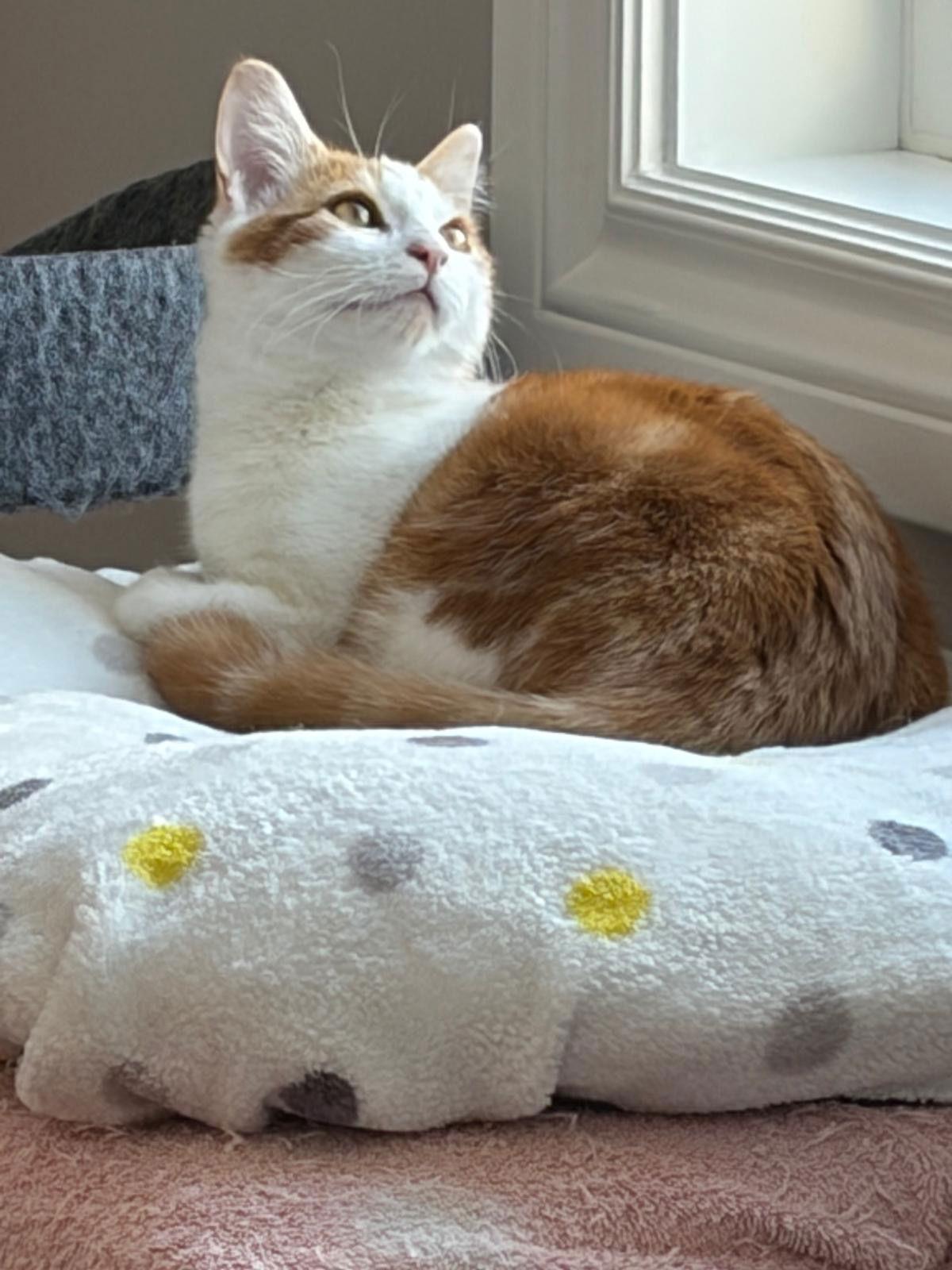 Enlarge Delilah, a Adopted Domestic Short Hair in Markham, ON image 1/3