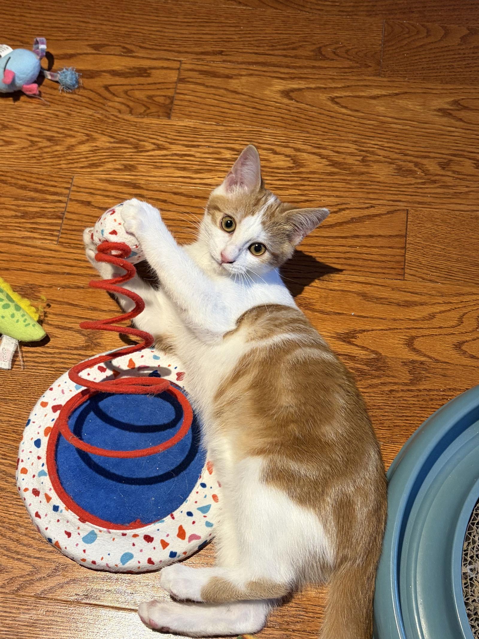 Enlarge Delilah, a Adopted Domestic Short Hair in Markham, ON image 2/3