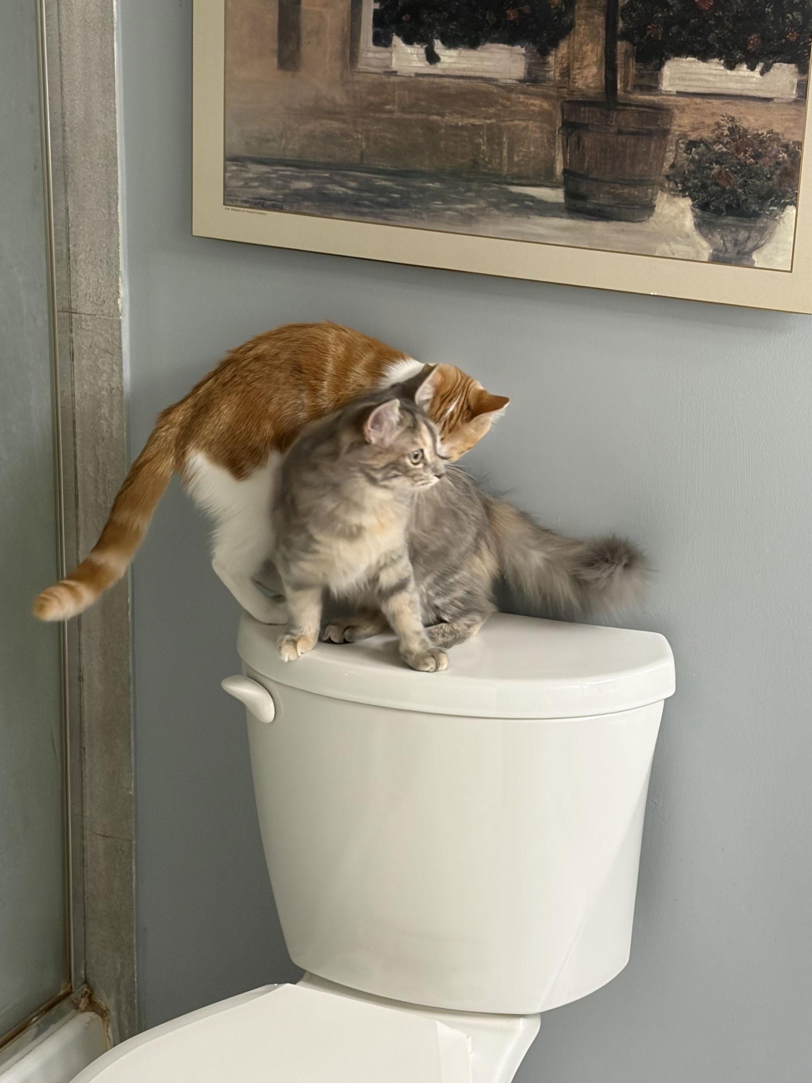 Enlarge Delilah, a Adopted Domestic Short Hair in Markham, ON image 3/3