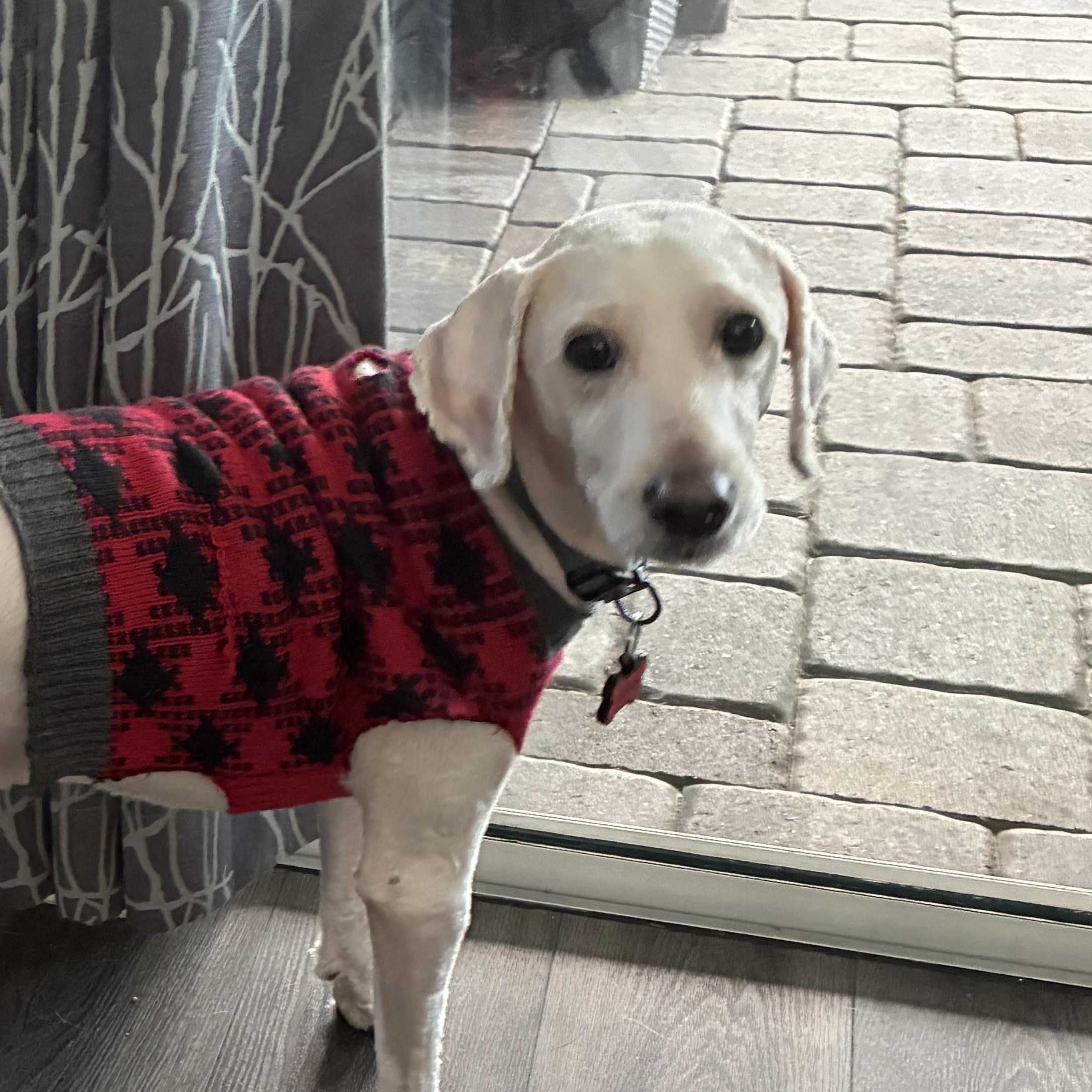 Clyde, adopted, Young Male Poodle.