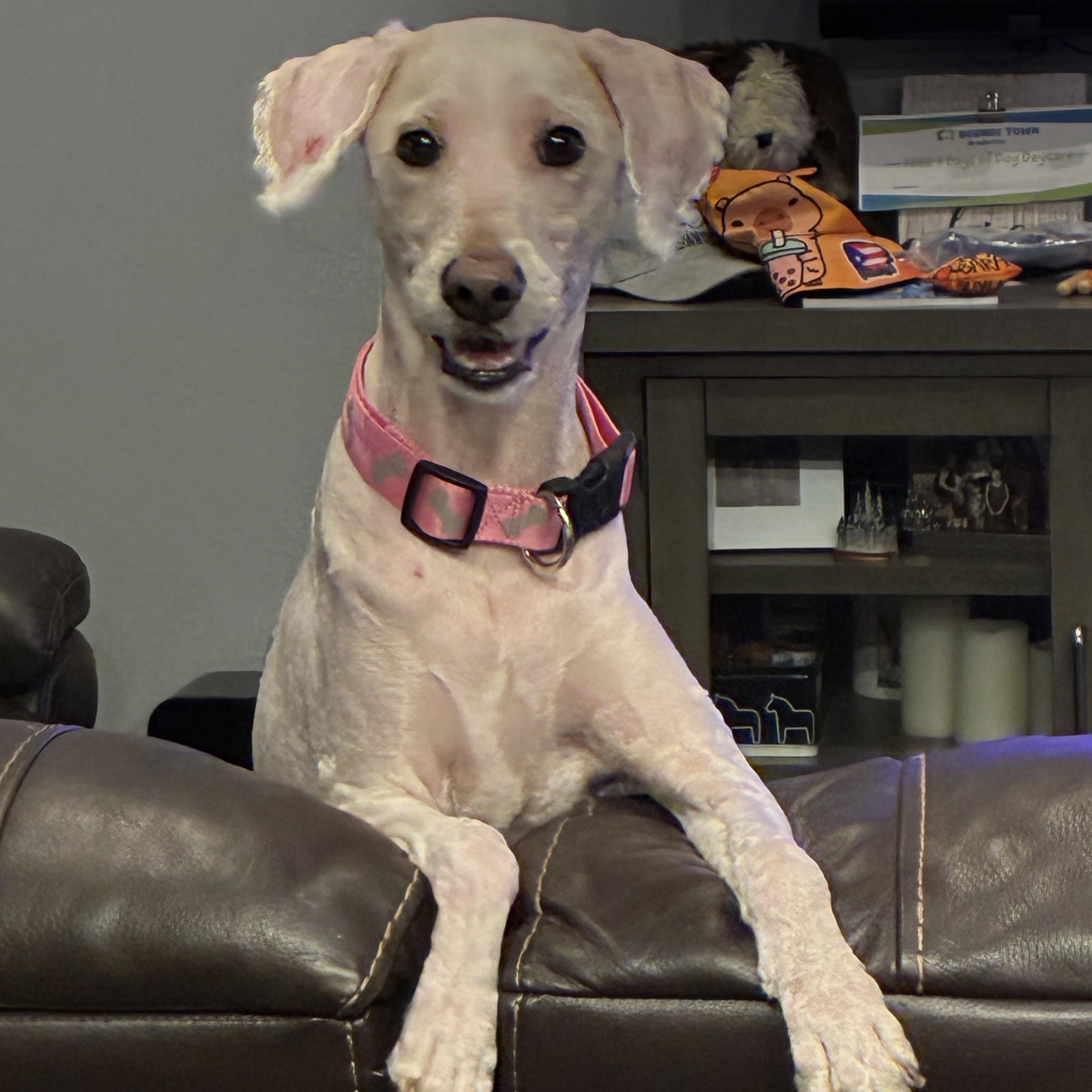 Clyde, an adopted Poodle in Bradenton, FL image 2/3
