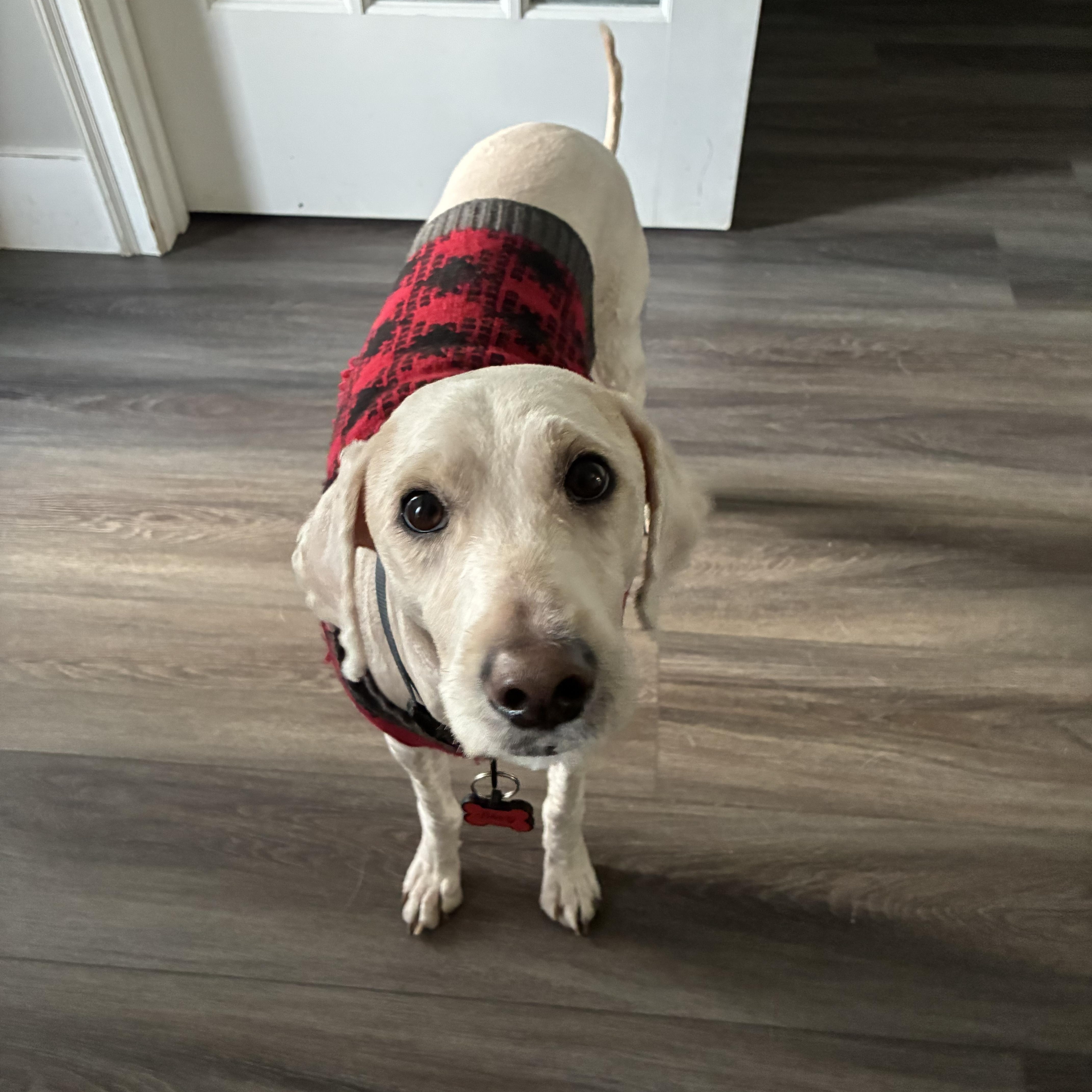 Clyde, an adopted Poodle in Bradenton, FL image 3/3