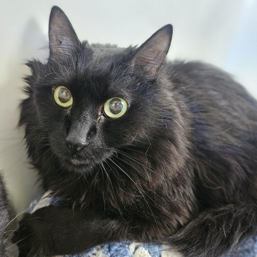 Jax, Adoptable, Senior Male Domestic Long Hair.