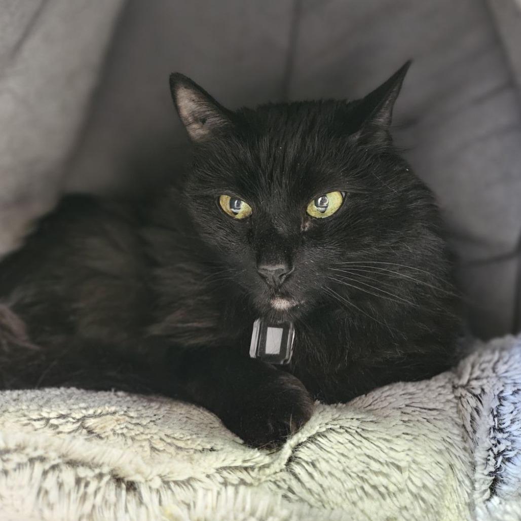 Jax, a Adoptable Domestic Long Hair in Lakewood, CO image 2/6
