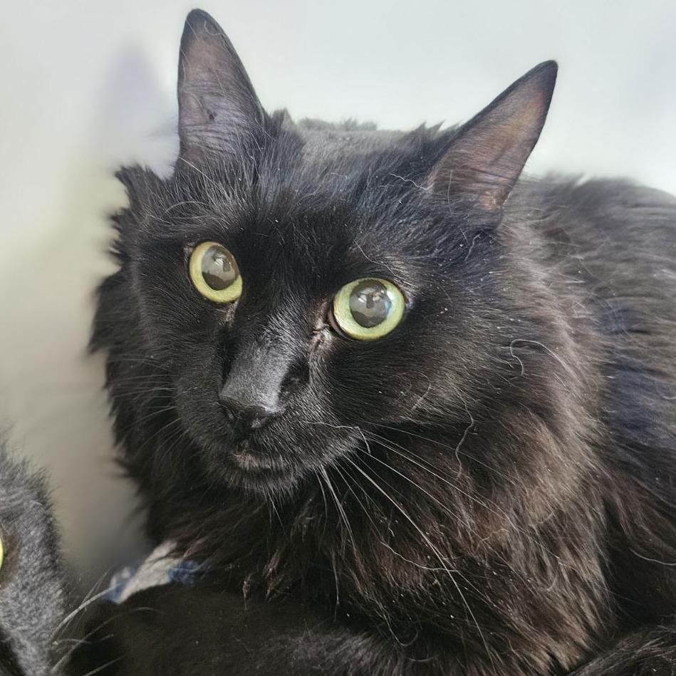 Jax, a Adoptable Domestic Long Hair in Lakewood, CO image 3/6