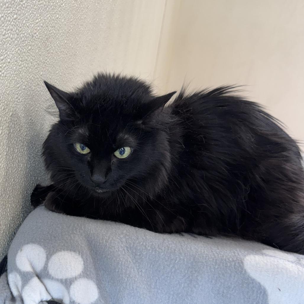 Jax, a Adoptable Domestic Long Hair in Lakewood, CO image 4/6