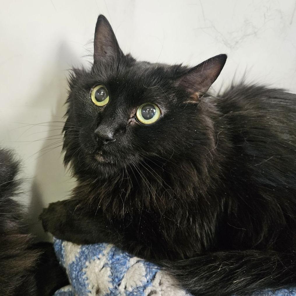 Jax, a Adoptable Domestic Long Hair in Lakewood, CO image 5/6