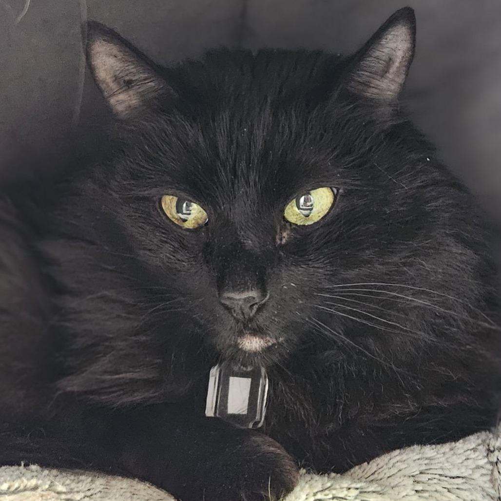 Jax, a Adoptable Domestic Long Hair in Lakewood, CO image 6/6