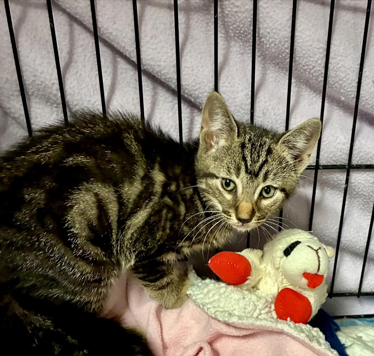 Enlarge Scrabble, a Adoptable Domestic Short Hair in River Edge, NJ image 1/4