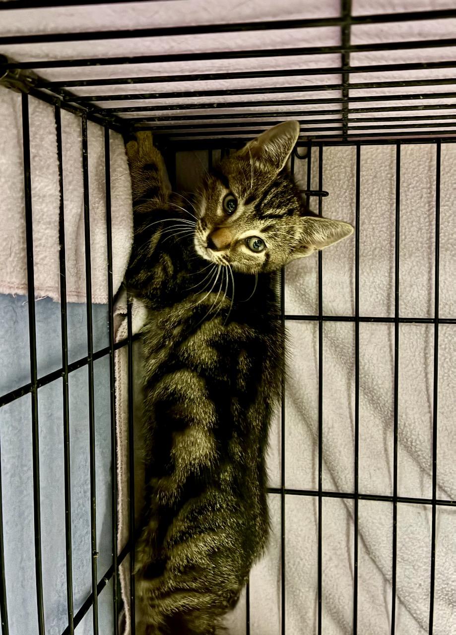Enlarge Scrabble, a Adoptable Domestic Short Hair in River Edge, NJ image 4/4