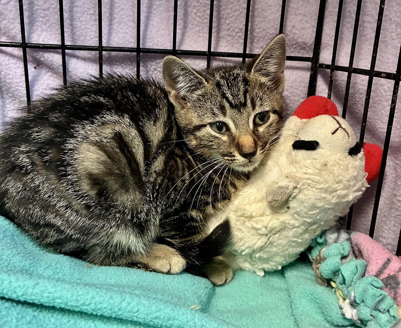 Enlarge Scrabble, a Adoptable Domestic Short Hair in River Edge, NJ image 2/4