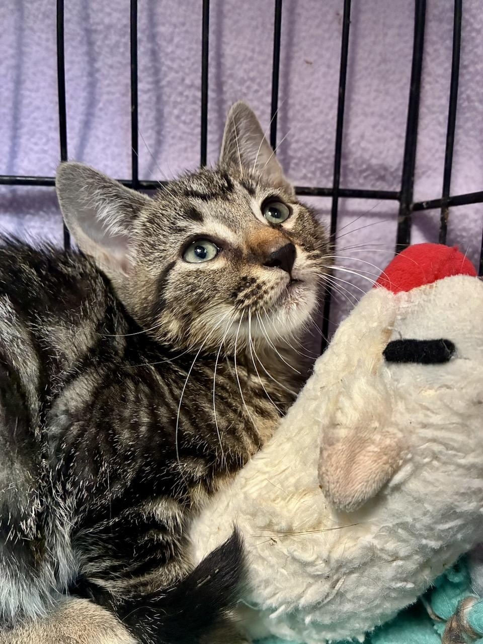 Enlarge Scrabble, a Adoptable Domestic Short Hair in River Edge, NJ image 3/4