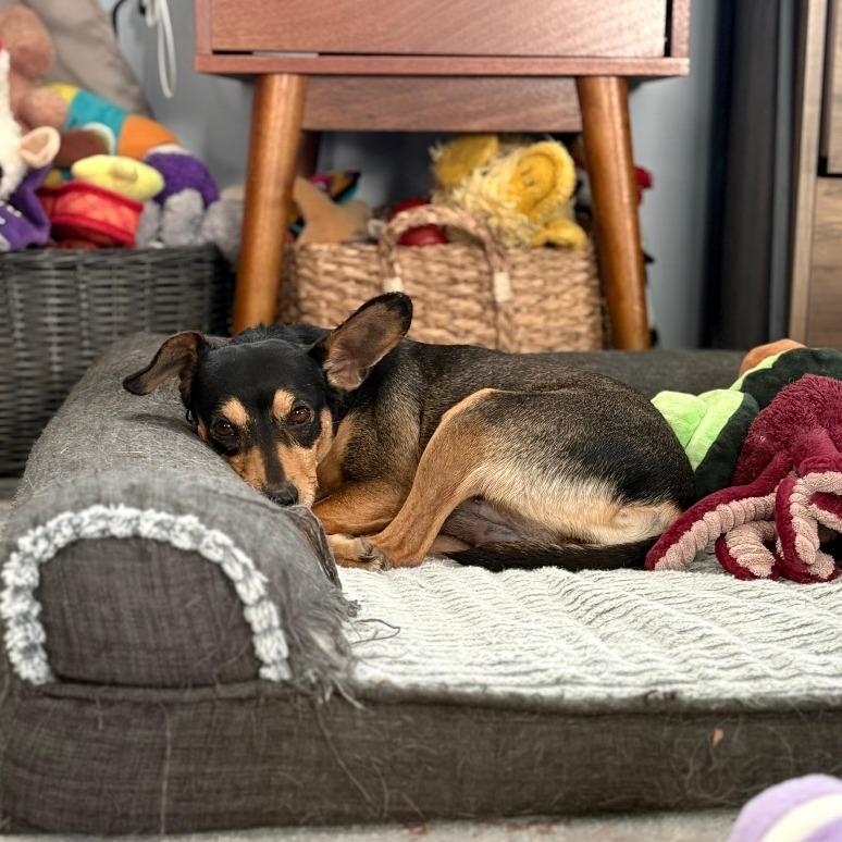 Enlarge SOJOURN, a Adoptable mixed breed in Berlin, NJ image 2/6