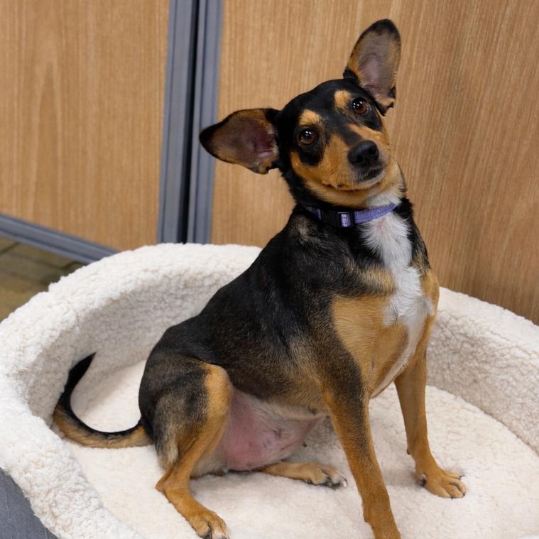 SOJOURN, Adoptable, Adult Female Miniature Pinscher.