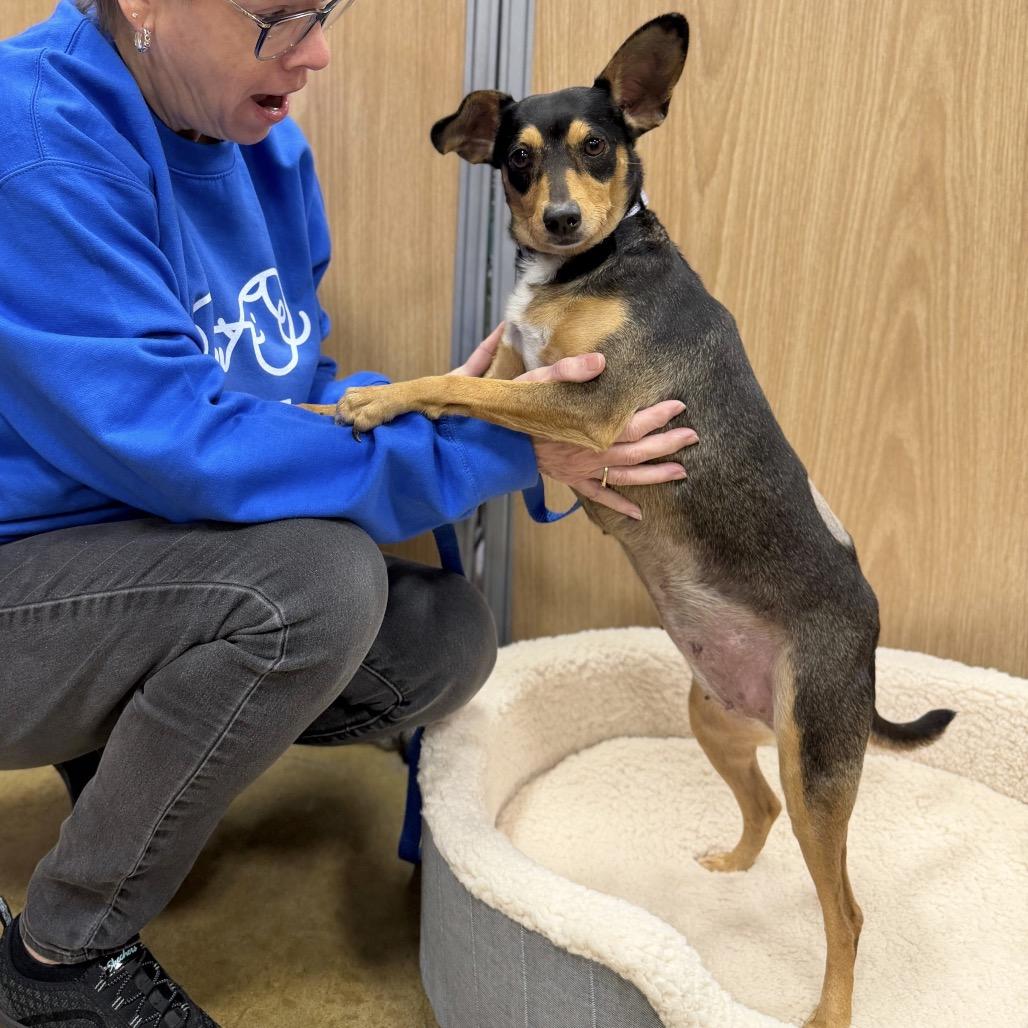 Enlarge SOJOURN, a Adoptable mixed breed in Berlin, NJ image 3/6