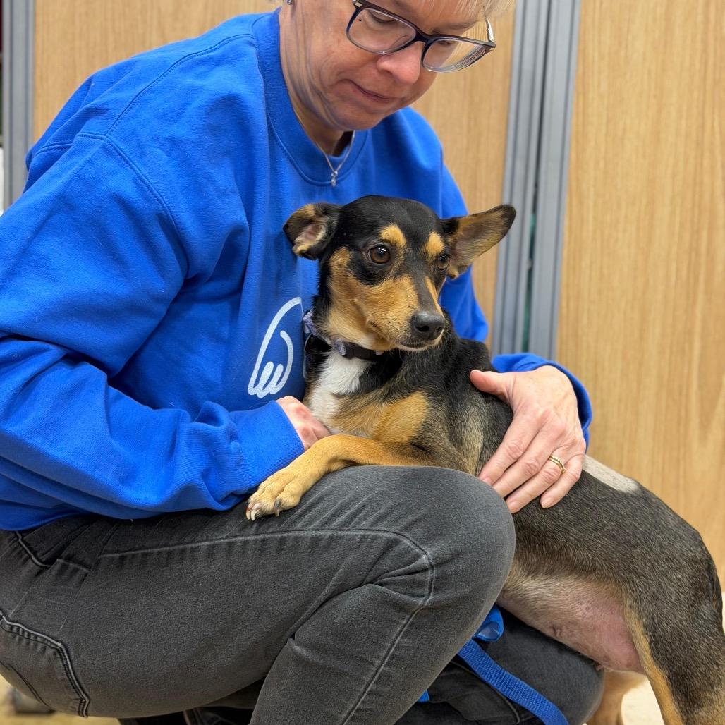 Enlarge SOJOURN, a Adoptable mixed breed in Berlin, NJ image 5/6