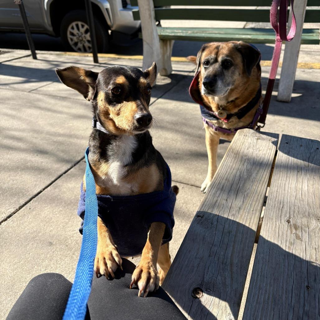 Enlarge SOJOURN, a Adoptable mixed breed in Berlin, NJ image 6/6