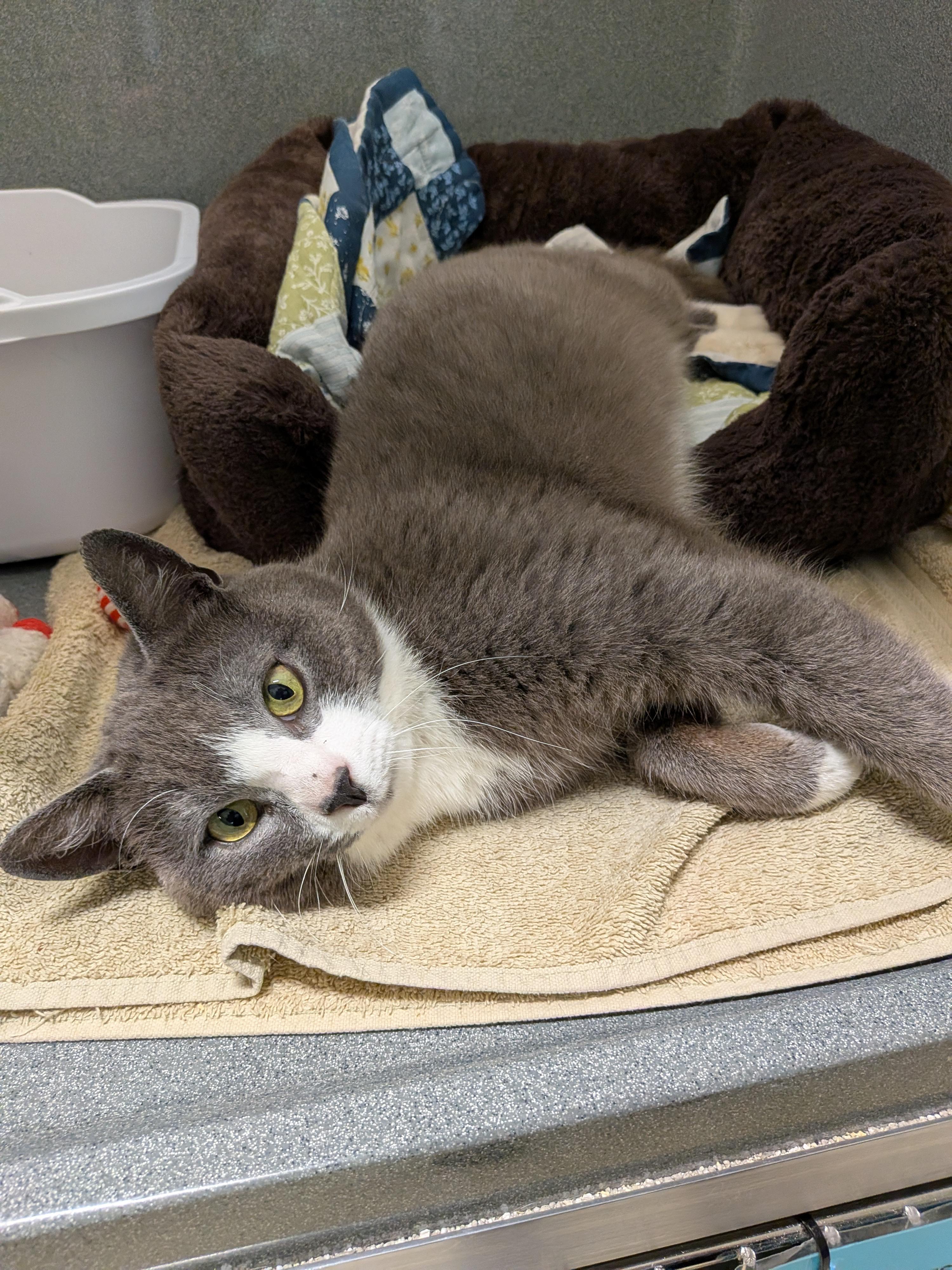 Enlarge Pixel, a ADOPTABLE Domestic Short Hair in Paris, ME image 3/3