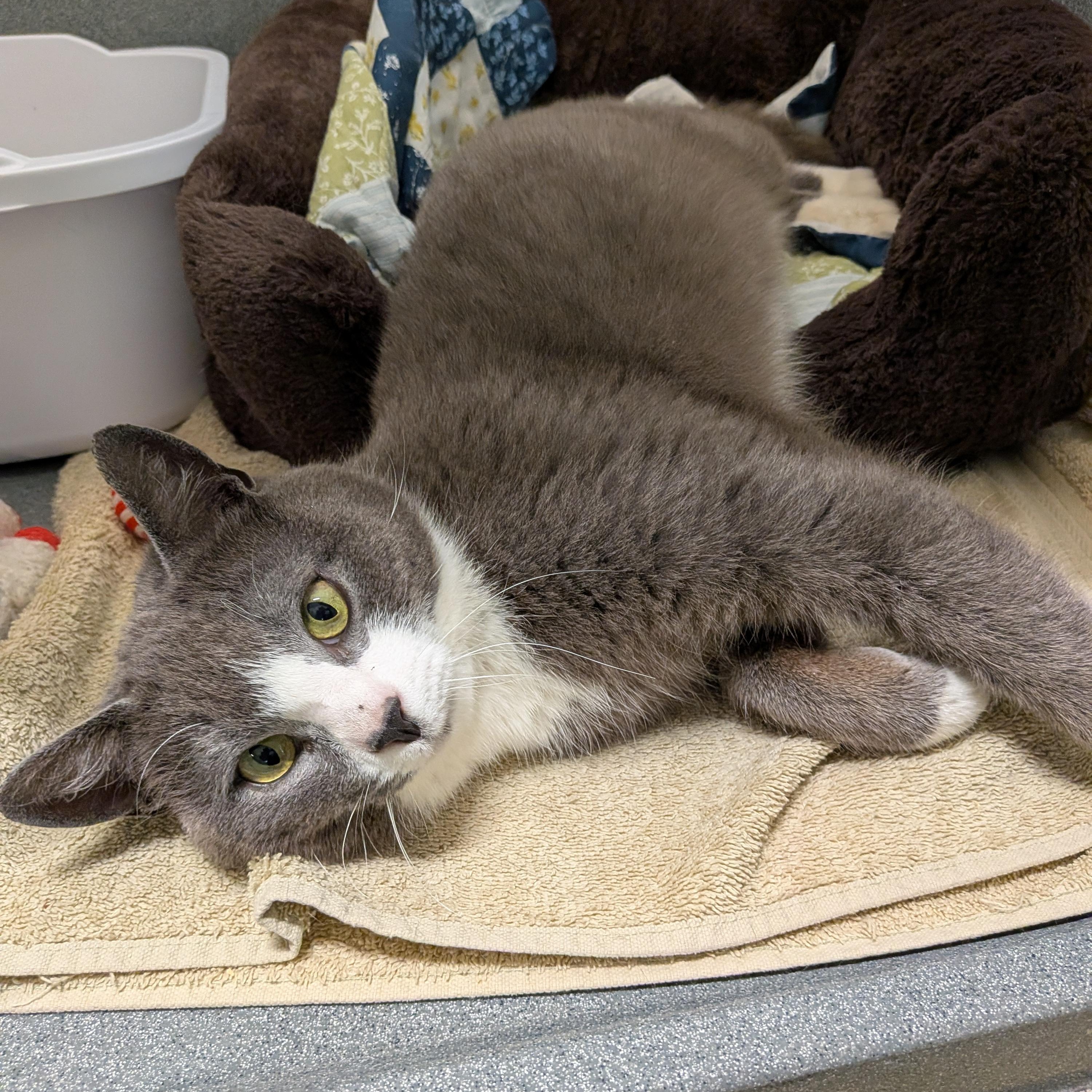 Enlarge Pixel, a ADOPTABLE Domestic Short Hair in Paris, ME image 2/3