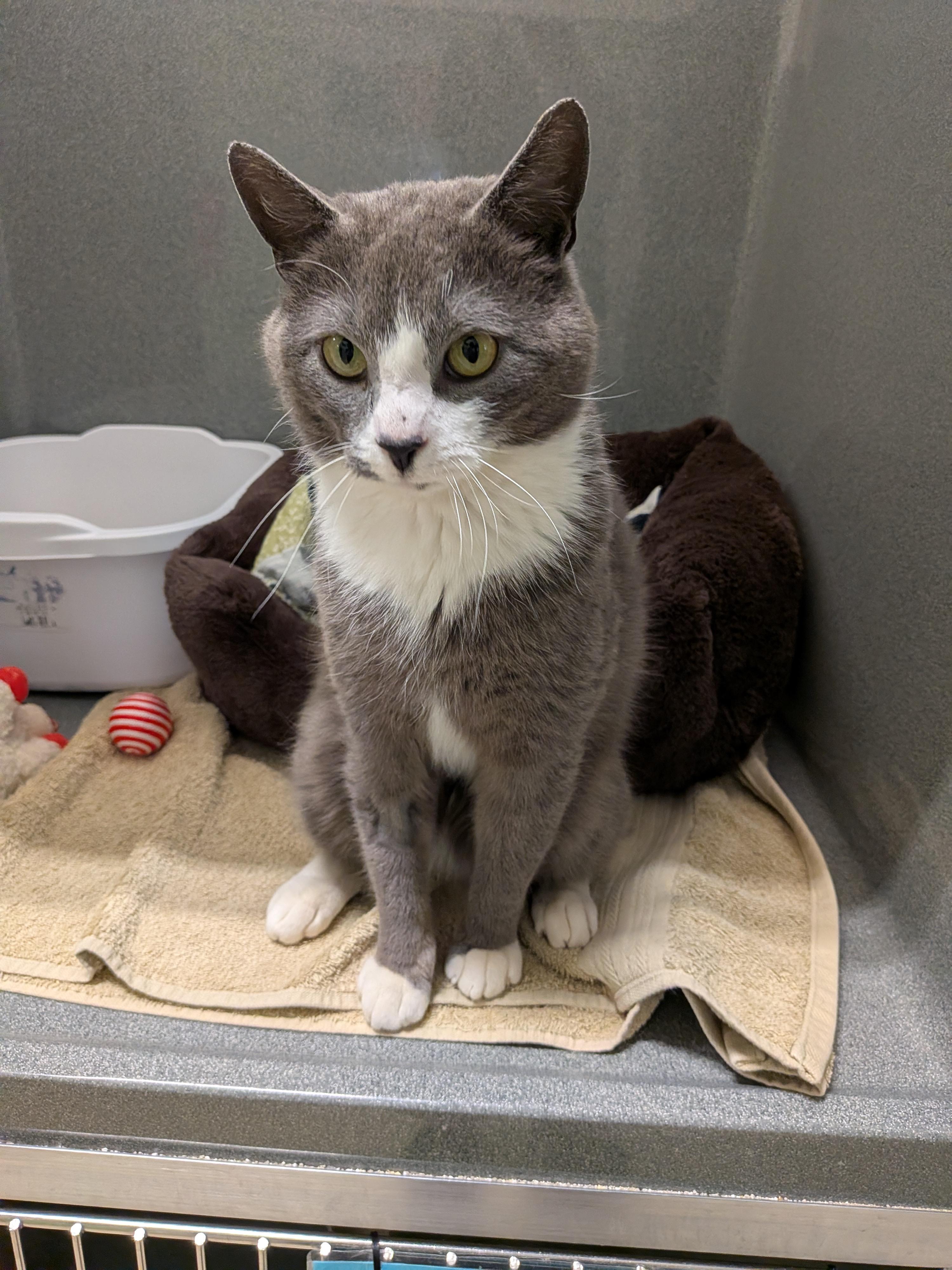 Pixel, ADOPTABLE, Adult Male Domestic Short Hair.