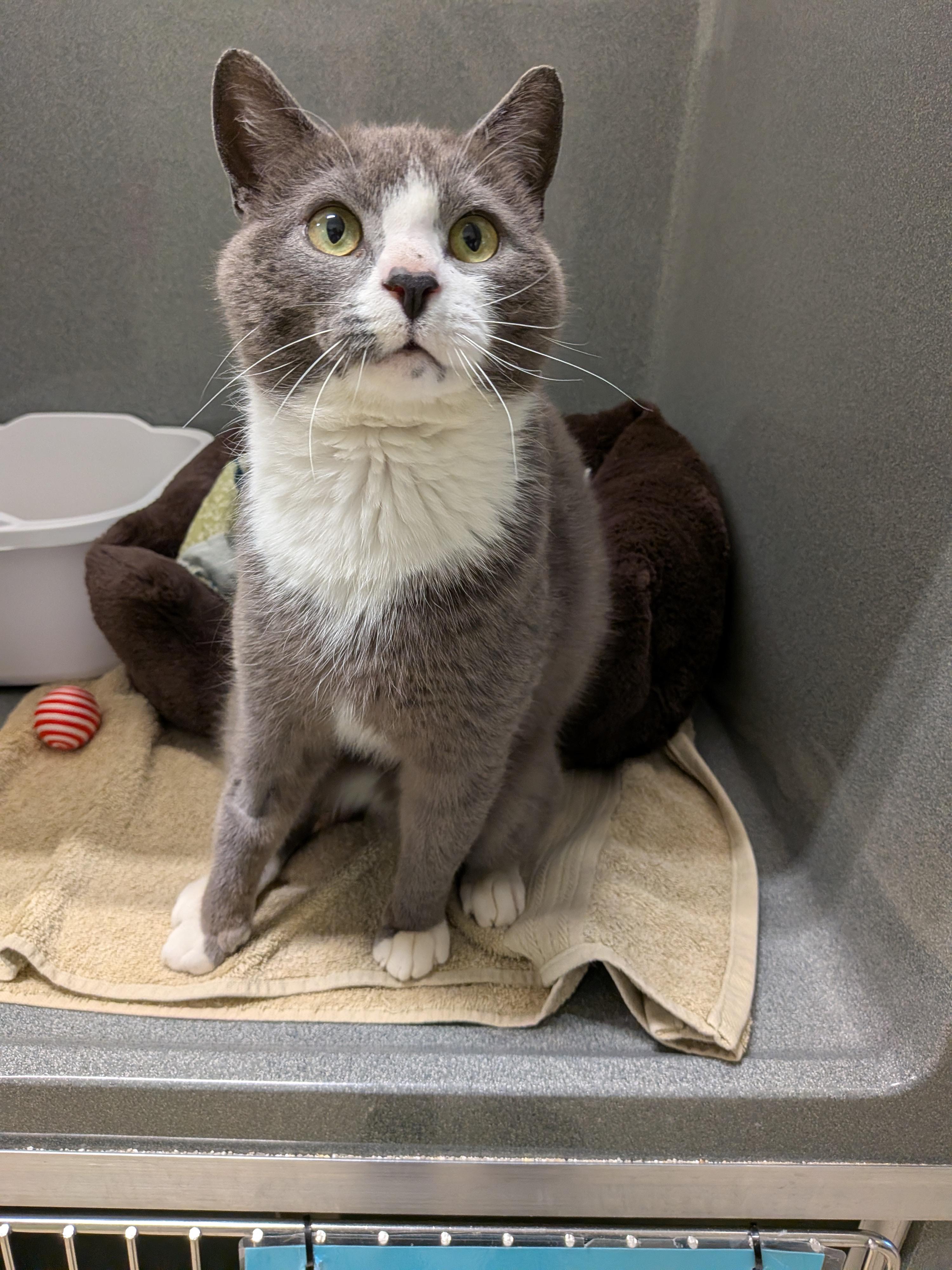 Enlarge Pixel, a ADOPTABLE Domestic Short Hair in Paris, ME image 2/3