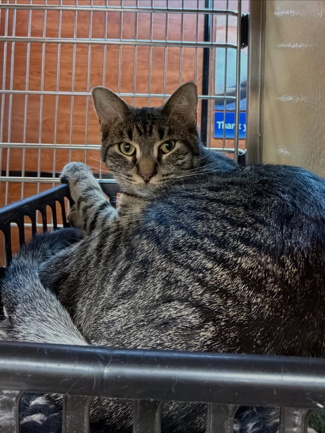 Enlarge Cedar, a Adoptable Domestic Short Hair in Fishkill, NY image 2/3