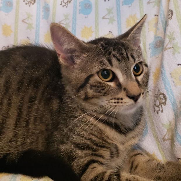 Cedar, a Adoptable Domestic Short Hair in Fishkill, NY image 2/2