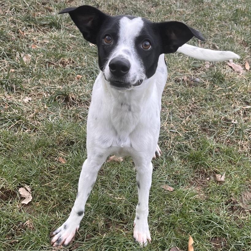 Enlarge Emmett, a ADOPTABLE mixed breed in Kansas City, KS image 1/2