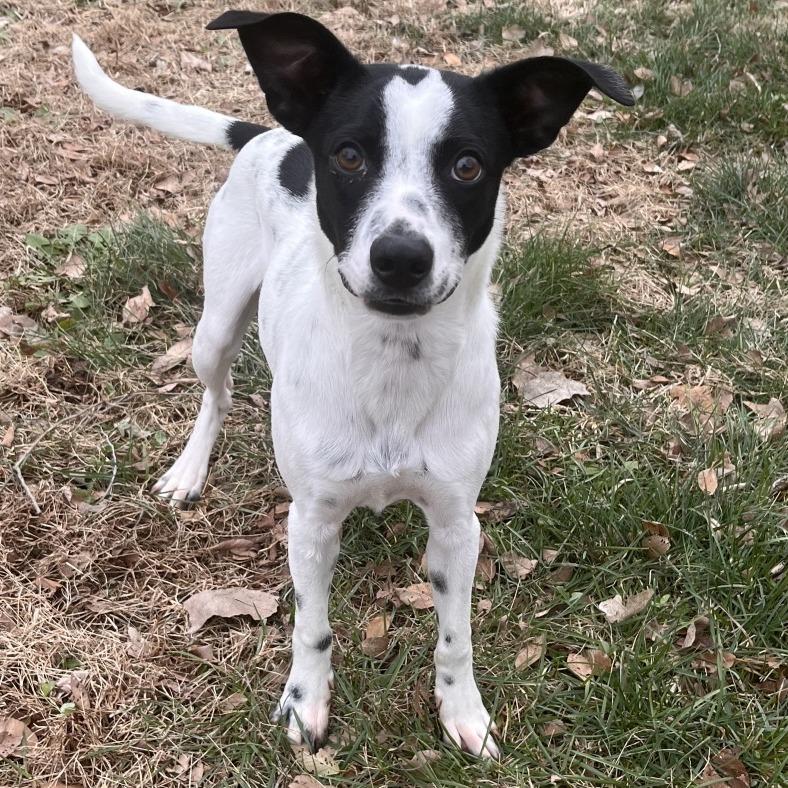 Enlarge Emmett, a ADOPTABLE mixed breed in Kansas City, KS image 2/2