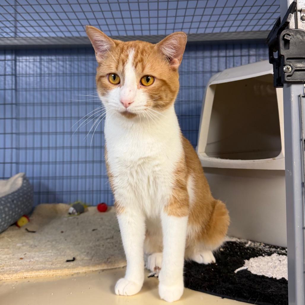 Enlarge Cream Cheese, a Adoptable Domestic Short Hair in Tipton, IA image 1/1