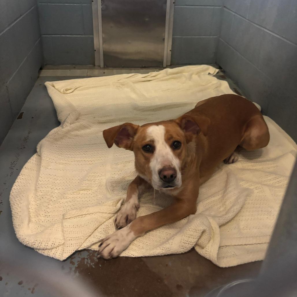 Enlarge Pretzel, a Adoptable Mixed Breed in Gadsden, AL image 1/2