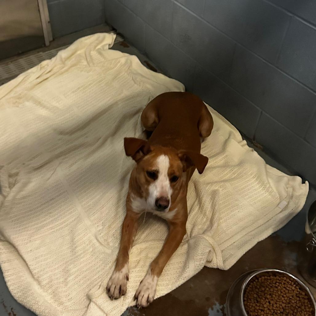 Enlarge Pretzel, a Adoptable Mixed Breed in Gadsden, AL image 2/2