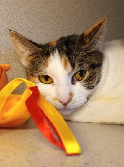 Enlarge Dakota, a Adoptable mixed breed in Waupaca, WI image 1/1