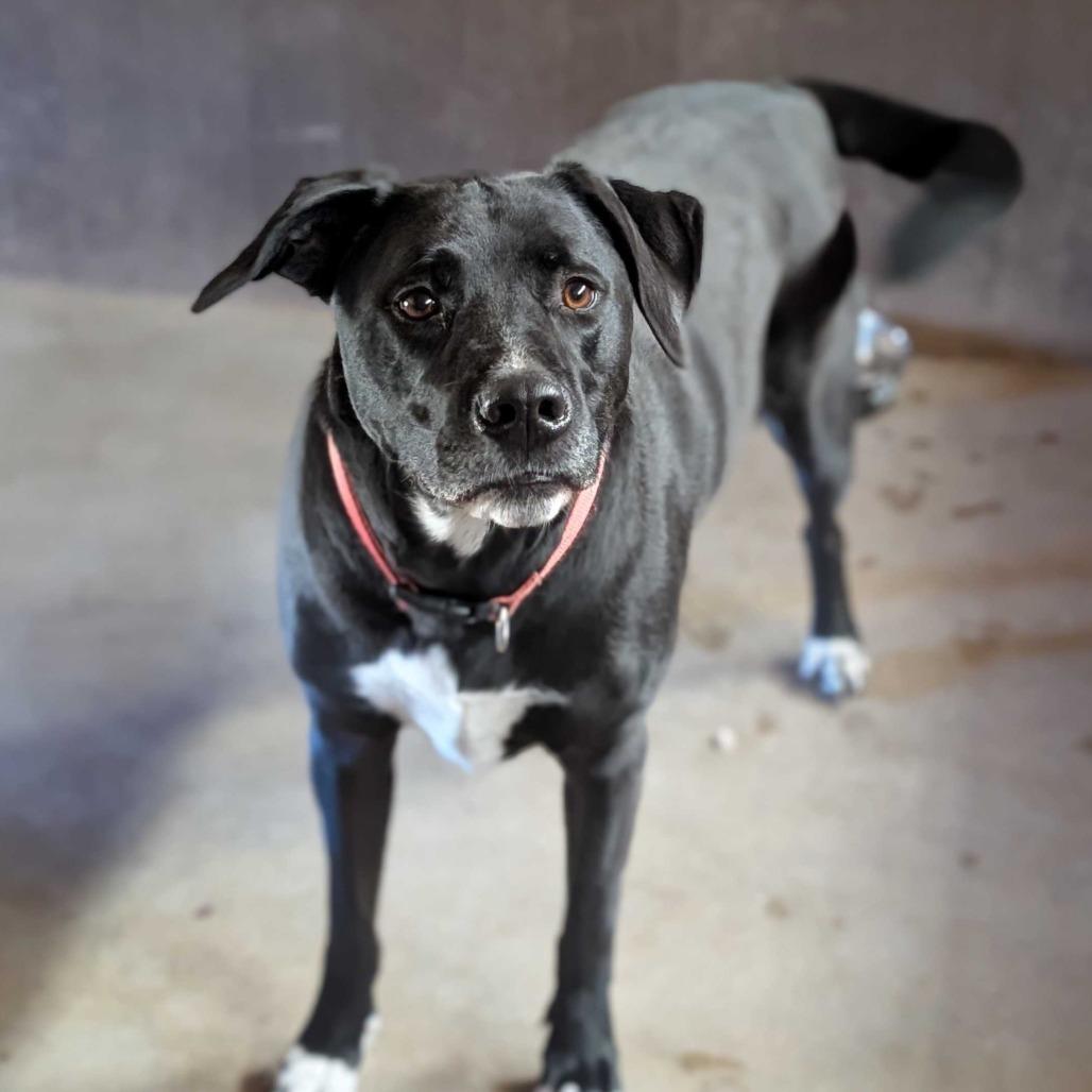 Coffee, Adoptable, Adult Male Mixed Breed.