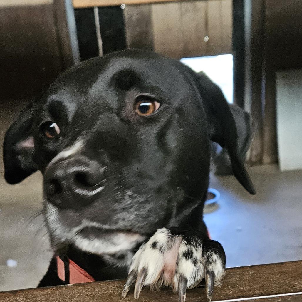 Enlarge Coffee, a Adoptable Mixed Breed in Grand Junction, CO image 2/6