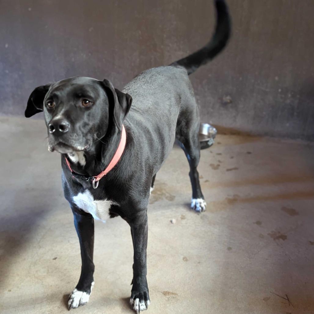 Enlarge Coffee, a Adoptable Mixed Breed in Grand Junction, CO image 3/6