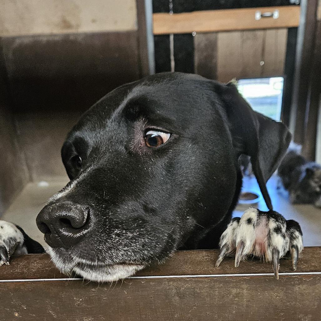 Enlarge Coffee, a Adoptable Mixed Breed in Grand Junction, CO image 4/6