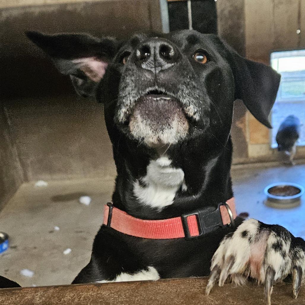 Enlarge Coffee, a Adoptable Mixed Breed in Grand Junction, CO image 5/6