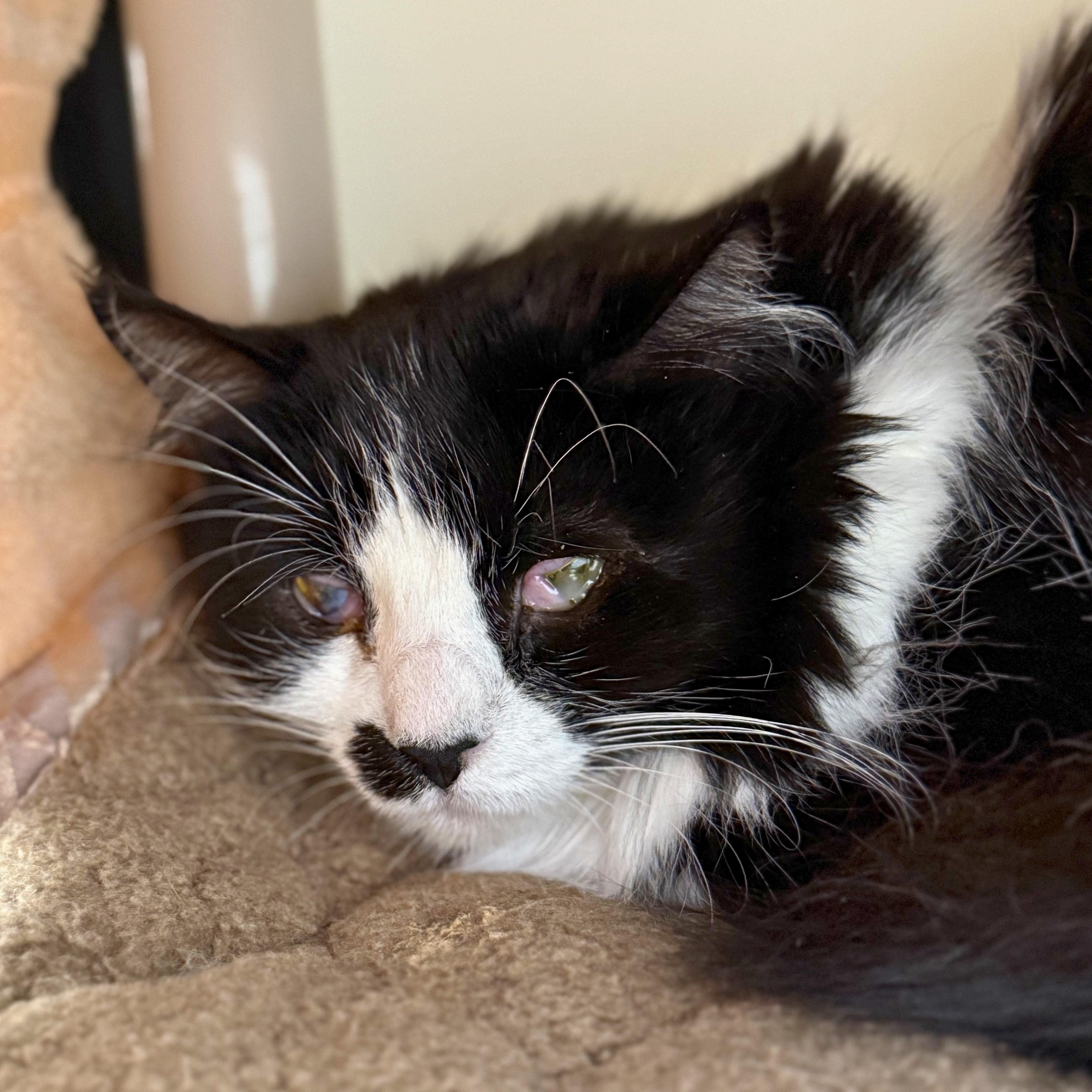Enlarge Lilah, a Adoptable Domestic Medium Hair in Ridgway, CO image 2/2