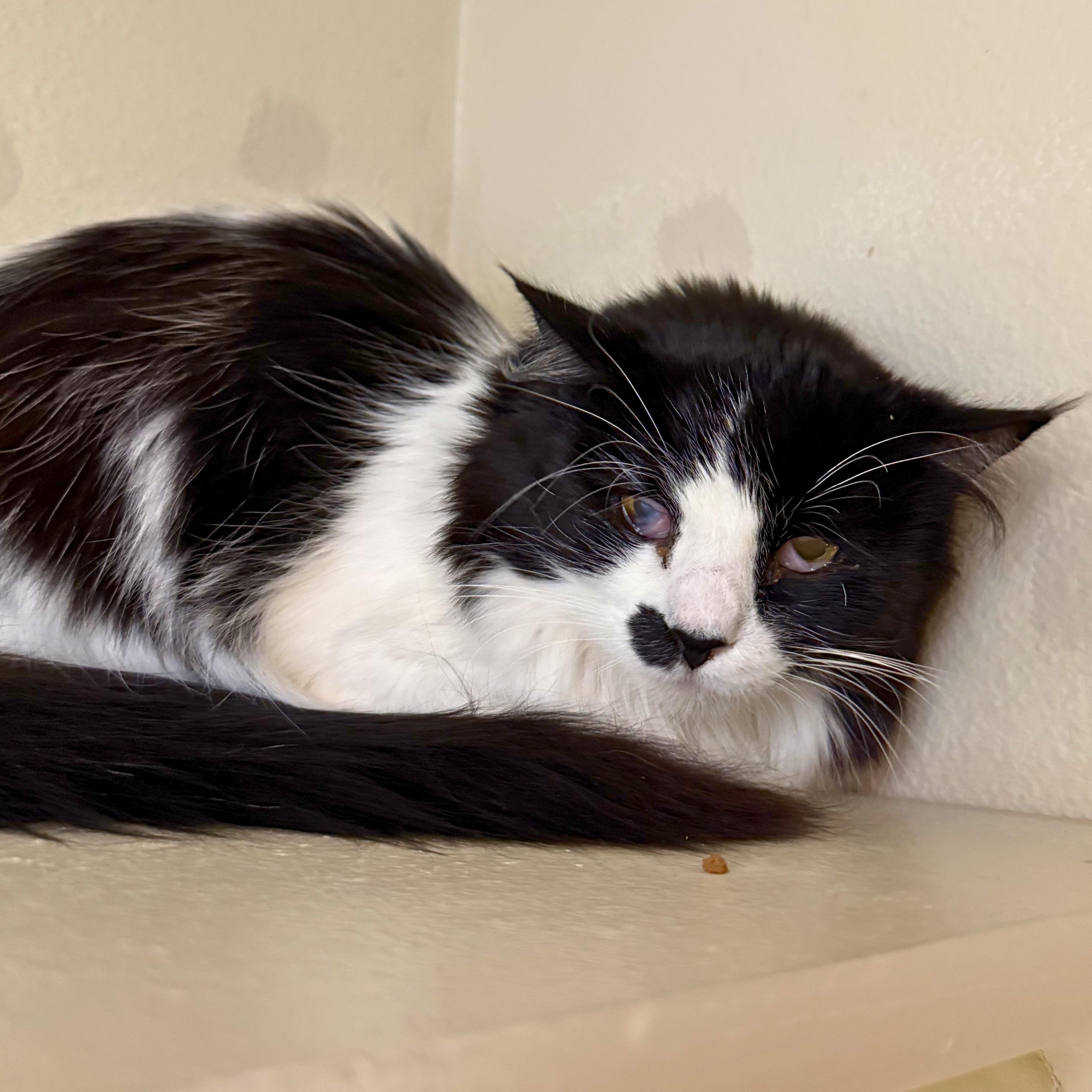 Enlarge Lilah, a Adoptable Domestic Medium Hair in Ridgway, CO image 1/3